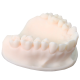 https://www.onexdental.com/yuklemeler/ikon/keymodel-ultra-ivory-1x1-1.png